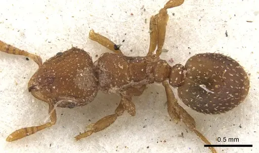 Calyptomyrmex arnoldi specimen