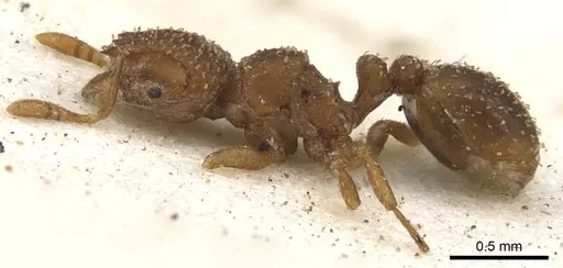 Calyptomyrmex arnoldi specimen