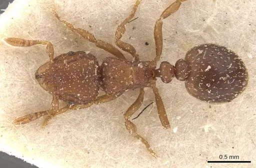 Calyptomyrmex arnoldi - CASENT0908924