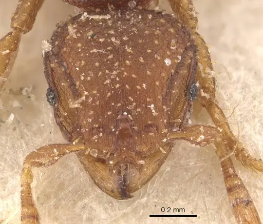Calyptomyrmex arnoldi - CASENT0908924