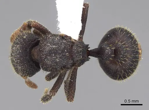 Calyptomyrmex barak specimen
