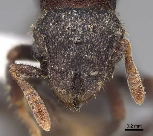 Calyptomyrmex barak specimen