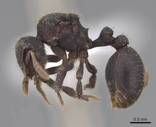 Calyptomyrmex barak specimen