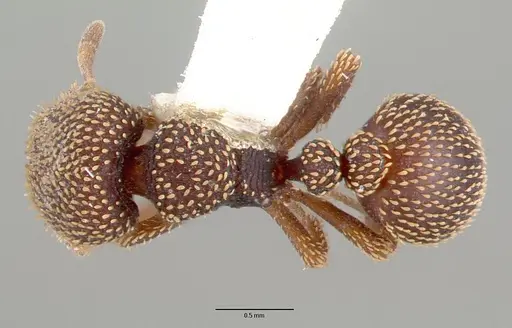 Calyptomyrmex beccarii specimen