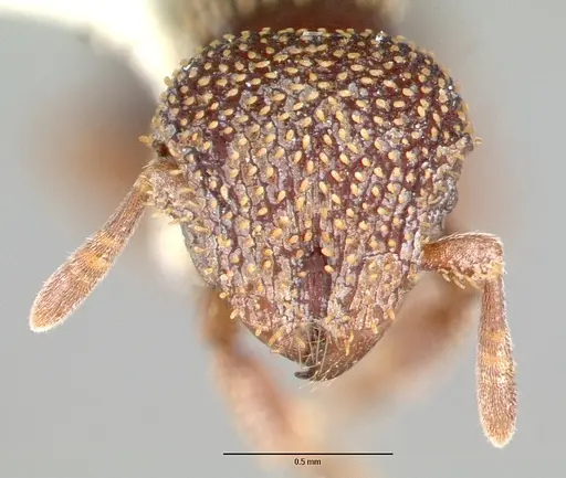 Calyptomyrmex beccarii specimen