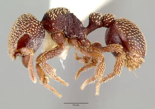 Calyptomyrmex beccarii specimen