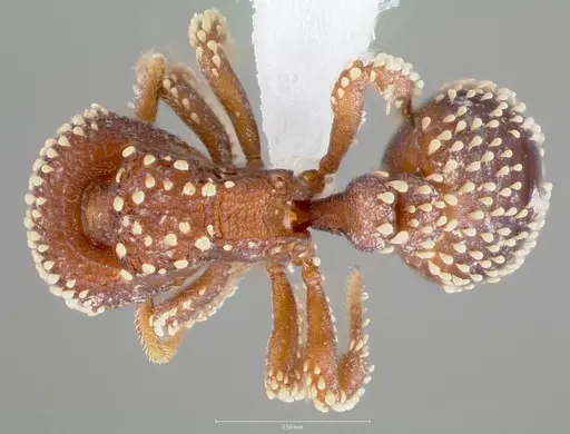 Calyptomyrmex brevis specimen