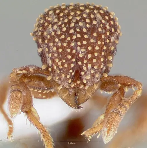 Calyptomyrmex brevis specimen