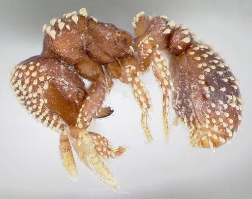 Calyptomyrmex brevis specimen