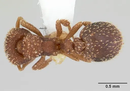 Calyptomyrmex brunneus specimen