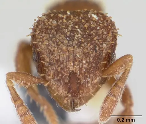 Calyptomyrmex brunneus specimen