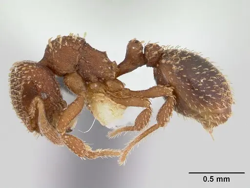 Calyptomyrmex brunneus specimen