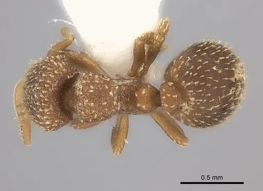 Calyptomyrmex clavatus specimen