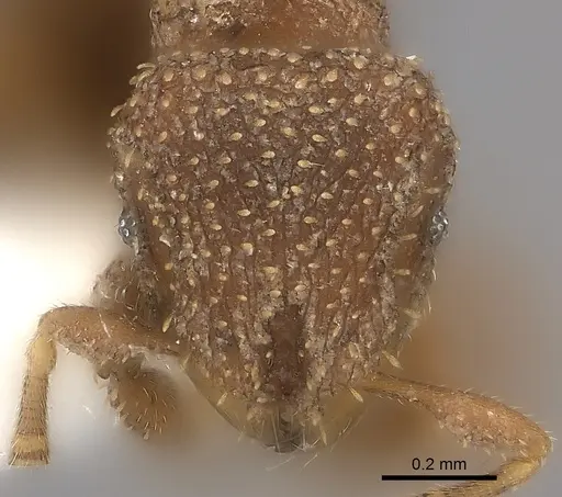 Calyptomyrmex clavatus specimen