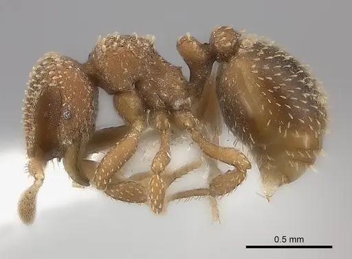 Calyptomyrmex clavatus specimen