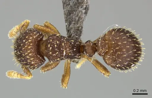 Calyptomyrmex claviseta specimen