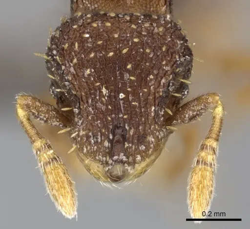 Calyptomyrmex claviseta specimen