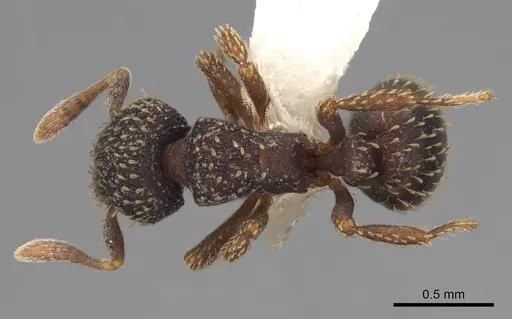 Calyptomyrmex claviseta - CASENT0797887