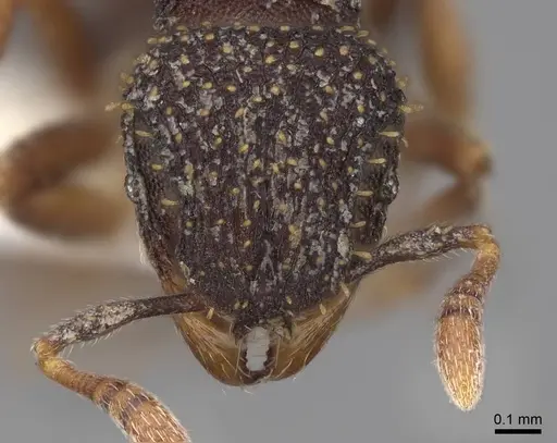 Calyptomyrmex claviseta - CASENT0797887