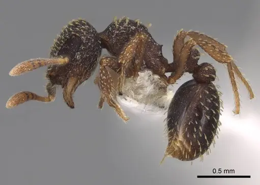 Calyptomyrmex claviseta - CASENT0797887