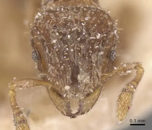 Calyptomyrmex claviseta - CASENT0913952