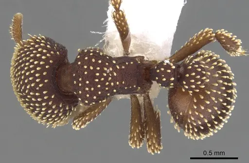Calyptomyrmex danum specimen
