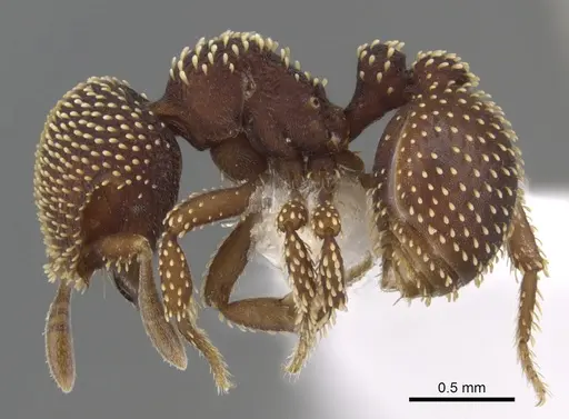 Calyptomyrmex danum specimen