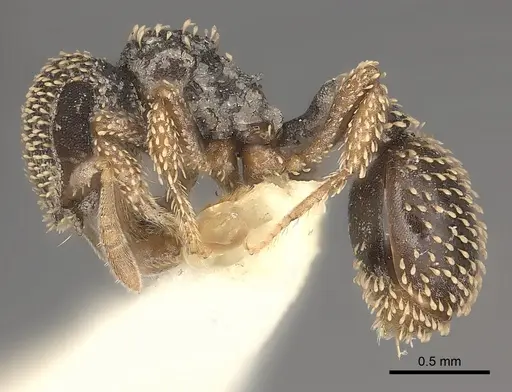 Calyptomyrmex duhun - CASENT0217817