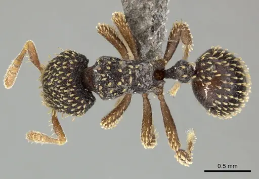 Calyptomyrmex duhun - CASENT0235373