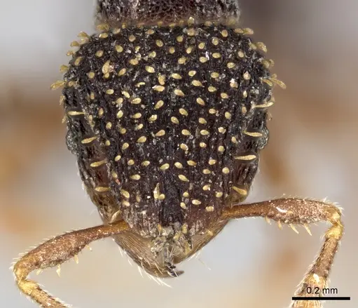 Calyptomyrmex duhun - CASENT0235373