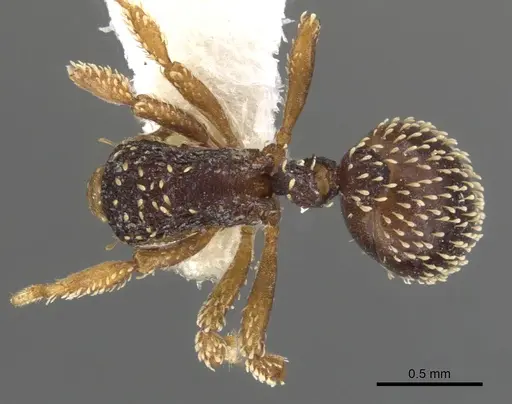 Calyptomyrmex duhun - CASENT0900989