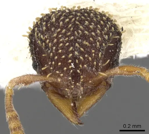 Calyptomyrmex duhun - CASENT0900989