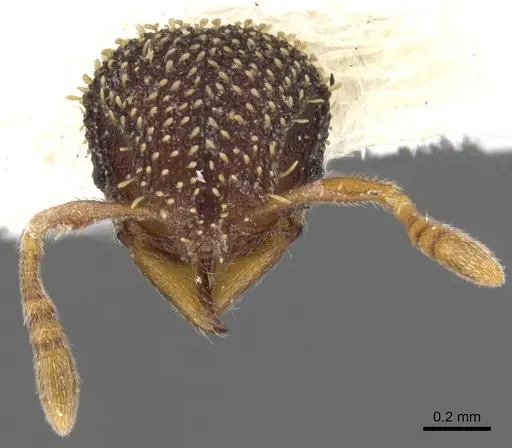 Calyptomyrmex duhun - CASENT0900989