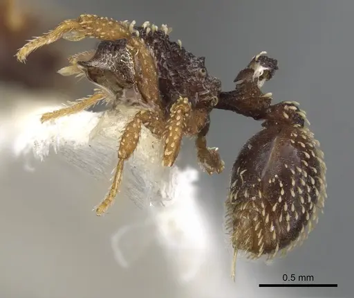 Calyptomyrmex duhun - CASENT0900989