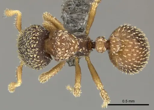 Calyptomyrmex foreli specimen
