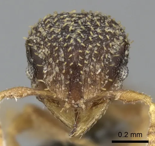 Calyptomyrmex foreli specimen