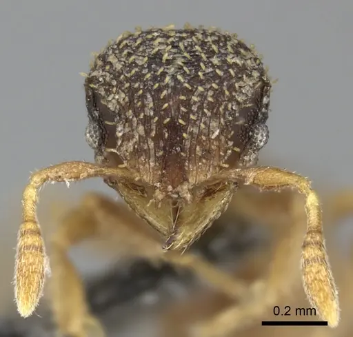Calyptomyrmex foreli specimen