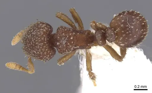 Calyptomyrmex friederikae specimen