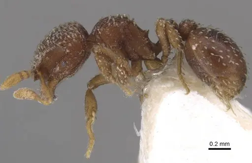 Calyptomyrmex friederikae specimen