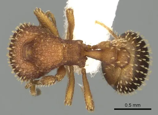 Calyptomyrmex fritillus specimen