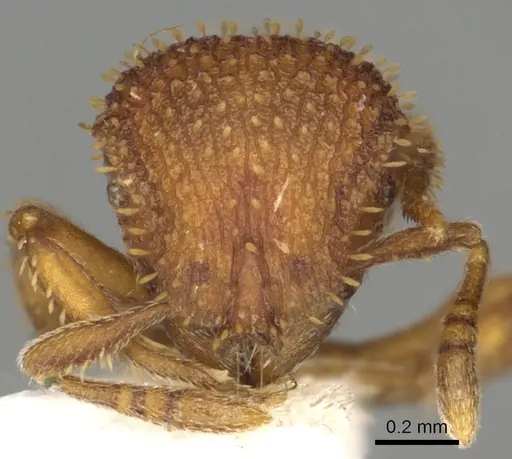 Calyptomyrmex fritillus specimen