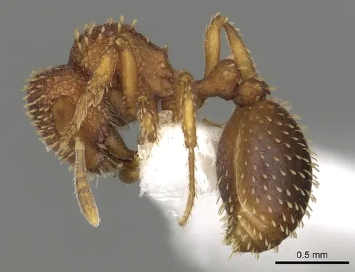 Calyptomyrmex fritillus specimen