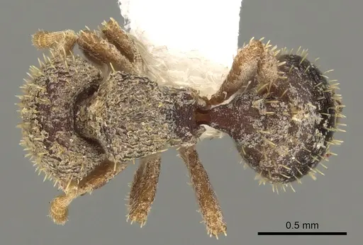 Calyptomyrmex grammus specimen