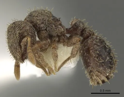 Calyptomyrmex grammus specimen