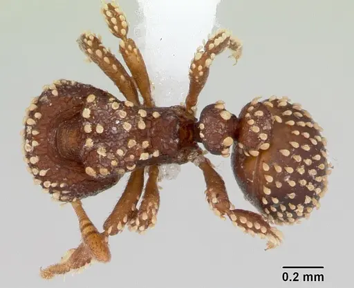 Calyptomyrmex kaurus specimen