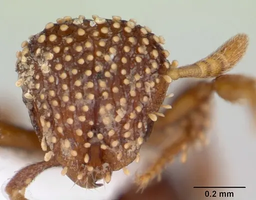 Calyptomyrmex kaurus specimen