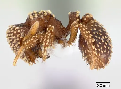 Calyptomyrmex kaurus specimen