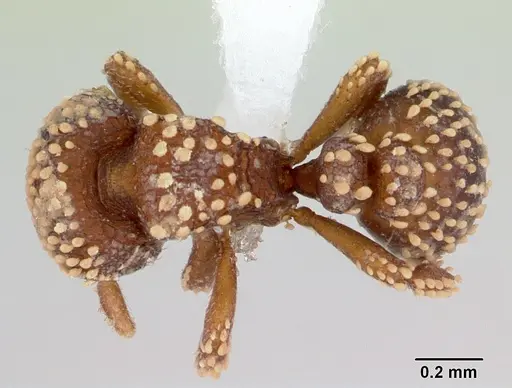 Calyptomyrmex kaurus - CASENT0417157