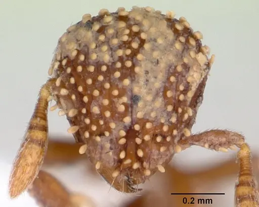 Calyptomyrmex kaurus - CASENT0417157