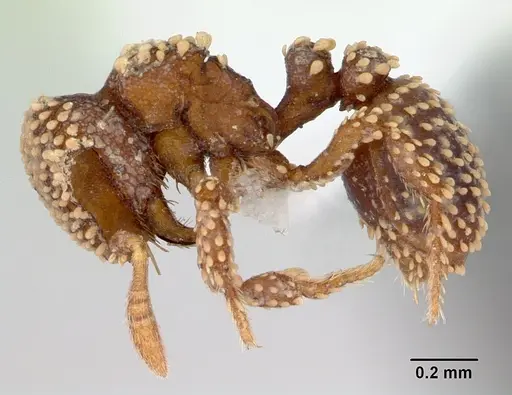 Calyptomyrmex kaurus - CASENT0417157